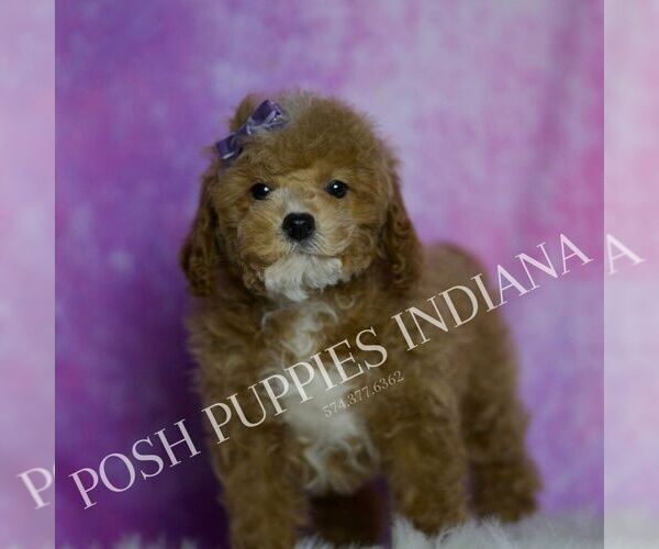Medium Photo #39 Maltipoo (Miniature) Puppy For Sale in WARSAW, IN, USA