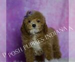 Small #3 Maltipoo (Miniature)
