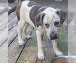 Small #1 Catahoula Leopard Dog-Pointer Mix