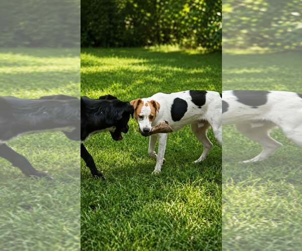 Medium Photo #2 Labbe Puppy For Sale in Oakhurst, NJ, USA