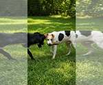 Small Photo #2 Labbe Puppy For Sale in Oakhurst, NJ, USA