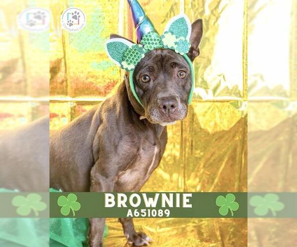 Medium Photo #3 Mutt Puppy For Sale in Houston, TX, USA