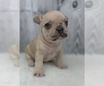 Small #1 French Bulldog