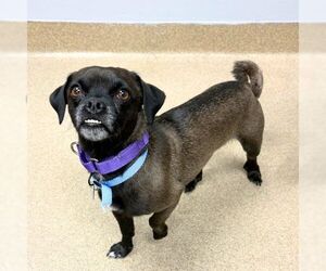 Chug Dogs for adoption in Aurora, CO, USA