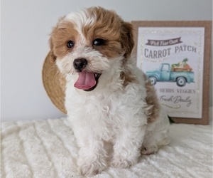 Medium Poovanese