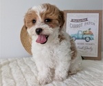 Puppy Lyla Poovanese