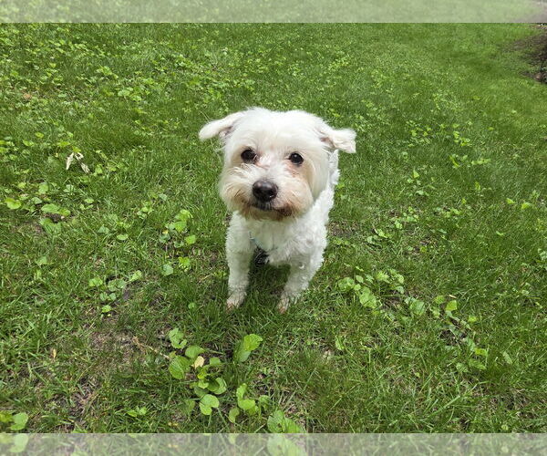 Medium Photo #4 Maltese-Unknown Mix Puppy For Sale in Princeton, MN, USA
