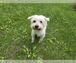 Small #3 Maltese Mix