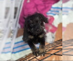 Small #2 Dachshund Mix