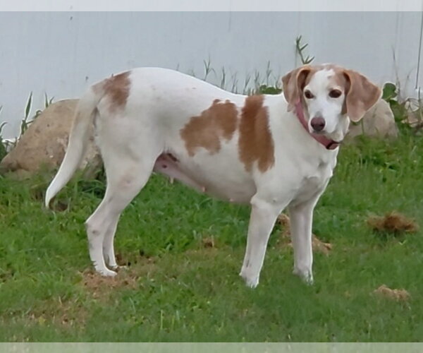 Medium Photo #1 Beagle-Unknown Mix Puppy For Sale in Tampa, FL, USA