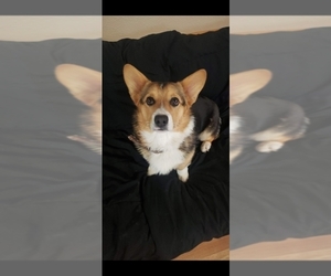 Mother of the Pembroke Welsh Corgi puppies born on 02/01/2026