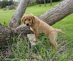 Small Photo #4 Golden Retriever Puppy For Sale in EARLHAM, IA, USA