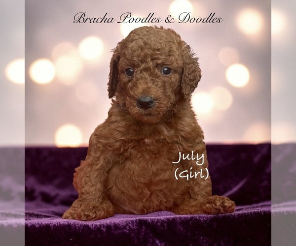 Medium Photo #5 Poodle (Standard) Puppy For Sale in SAINT CLOUD, MN, USA