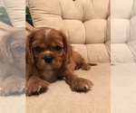 Small Photo #12 Cavalier King Charles Spaniel Puppy For Sale in LAKELAND, FL, USA