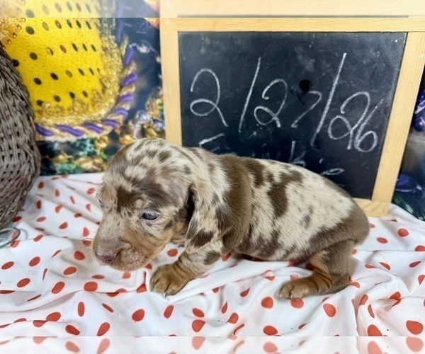 Medium Photo #21 Dachshund Puppy For Sale in CASSVILLE, MO, USA