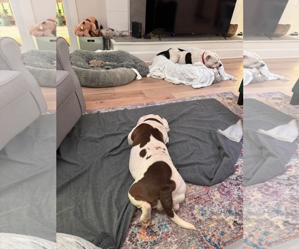 Medium Photo #8 American Pit Bull Terrier-Bull Terrier Mix Puppy For Sale in Holly Springs, NC, USA