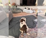 Small #7 American Pit Bull Terrier-Bull Terrier Mix