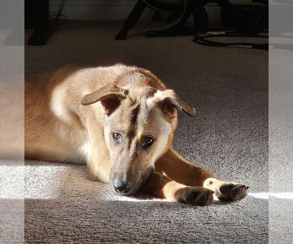 Medium Photo #6 Collie-Unknown Mix Puppy For Sale in Fort Worth, TX, USA