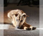 Small #5 Collie Mix