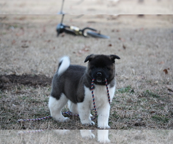 Medium Photo #22 Akita Puppy For Sale in STRAFFORD, MO, USA