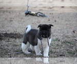 Small Photo #22 Akita Puppy For Sale in STRAFFORD, MO, USA