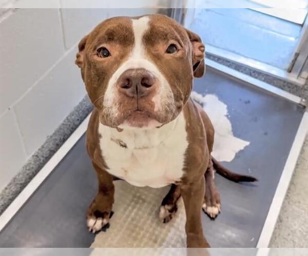 Medium Photo #2 American Pit Bull Terrier Puppy For Sale in Houston, TX, USA