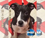 Small #2 American Pit Bull Terrier Mix