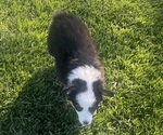Puppy Thor Australian Shepherd