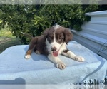 Small #8 Australian Shepherd