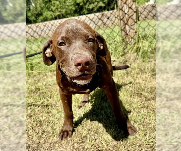 Medium Photo #2 Labrador Retriever-Unknown Mix Puppy For Sale in Tarrytown, GA, USA