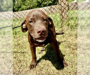 Duke - Male Labrador Retriever-Unknown Mix Dog for Adoption - Photo #2