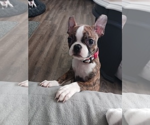 Boston Terrier Puppy for sale in PLAINFIELD, IN, USA