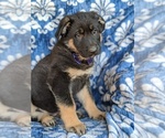 Small Photo #4 German Shepherd Dog Puppy For Sale in PARADISE, PA, USA