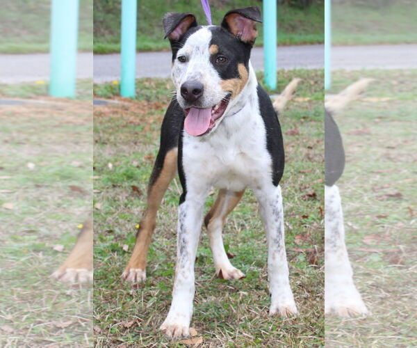 Medium Photo #2 Mutt Puppy For Sale in Prattville, AL, USA