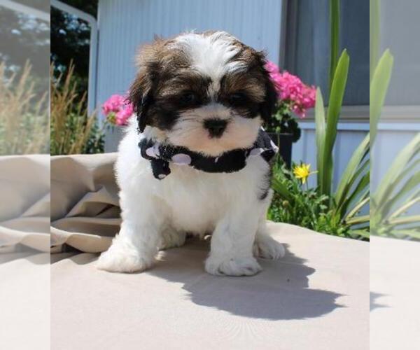 Medium Photo #1 Shih Tzu Puppy For Sale in ORO VALLEY, AZ, USA