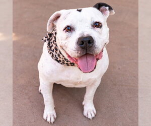 Molly - Adopt Me! - Female American Staffordshire Terrier Dog for Adoption - Photo #18