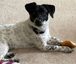 Small #1 Dachshund-Retriever  Mix