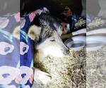 Small Huskies  Mix
