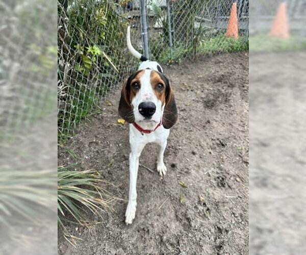 Medium Photo #8 Mutt Puppy For Sale in North Myrtle Beach, SC, USA