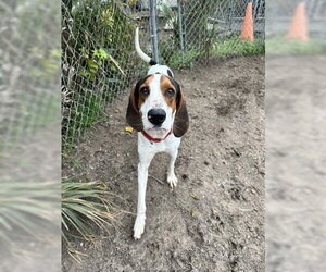 Dalton - Male Mutt Dog for Adoption - Photo #8