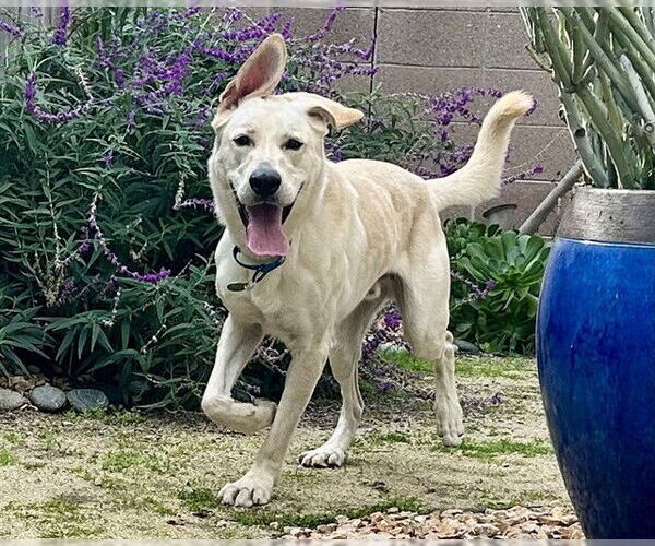 Medium Photo #1 Labrador Retriever-Unknown Mix Puppy For Sale in Pasadena, CA, USA