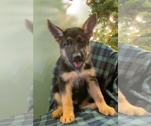 German Shepherd Dog Puppy for sale in NORWICH, OH, USA