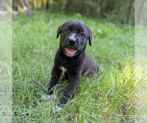 Golden Retriever-Unknown Mix Dogs for adoption in Vail, AZ, USA