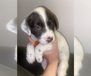 Border Collie-English Setter Mix Puppy for sale in BERLIN, WI, USA