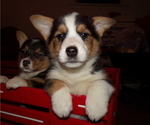Small Photo #1 Pembroke Welsh Corgi Puppy For Sale in PORT BYRON, NY, USA