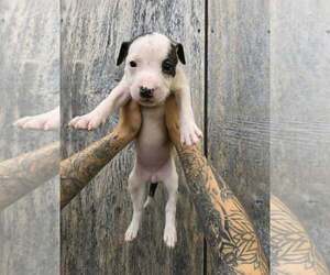 American Pit Bull Terrier-American Staffordshire Terrier Mix Dogs for adoption in Frankenmuth, MI, USA
