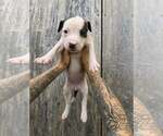 Small American Pit Bull Terrier-American Staffordshire Terrier Mix