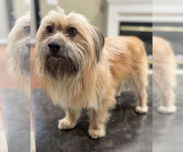 Medium Photo #3 Skye Terrier-Unknown Mix Puppy For Sale in Corona, CA, USA