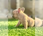Small #8 French Bulldog