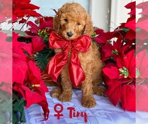 Goldendoodle-Poodle (Standard) Mix Puppy for sale in CINCINNATI, OH, USA
